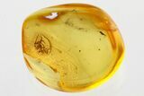 Detailed Fossil Ogre-Faced Spider (Deinopidae) In Baltic Amber #335579-1